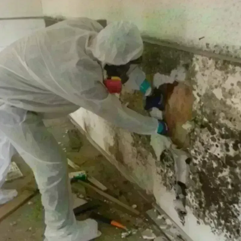 Mold Remediation and Removal in Mabton, WA